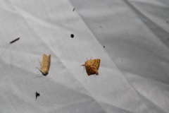 Apoda y-inversa