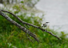 Fluvicola nengeta