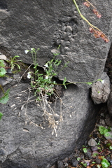 Cerastium beeringianum
