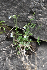 Cerastium beeringianum