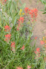 Castilleja miniata miniata