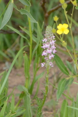 Pedicularis attollens