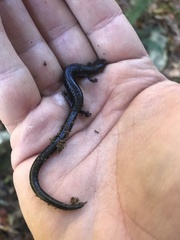 Plethodon richmondi