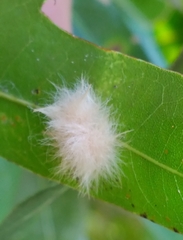 Neuroterus laurifoliae
