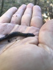 Plethodon richmondi
