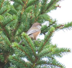 Poecile hudsonicus