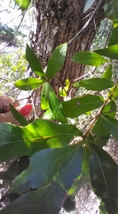 Neuroterus laurifoliae