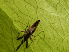 Sindala