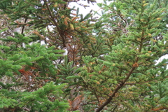 Poecile hudsonicus
