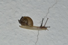 Helicoidea