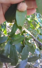 Neuroterus laurifoliae