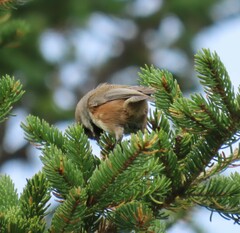 Poecile hudsonicus