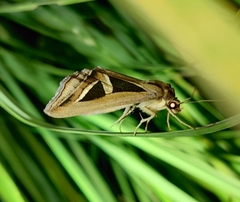 Trigonodes hyppasia