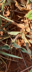 Urochloa serrata