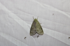 Acronicta