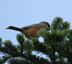 Poecile hudsonicus