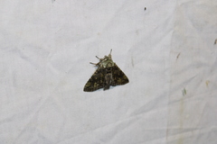 Macrurocampa marthesia