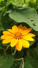 Tithonia