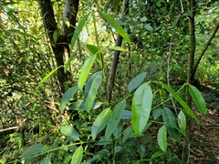 Garcinia guacopary