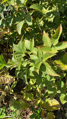 Rubus pensilvanicus