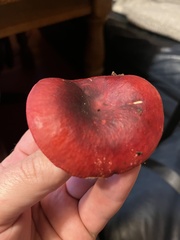 Russula rhodocephala
