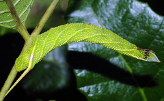 Protambulyx strigilis