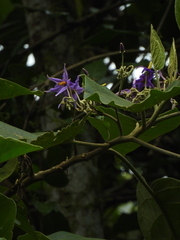 Solanum sycophanta