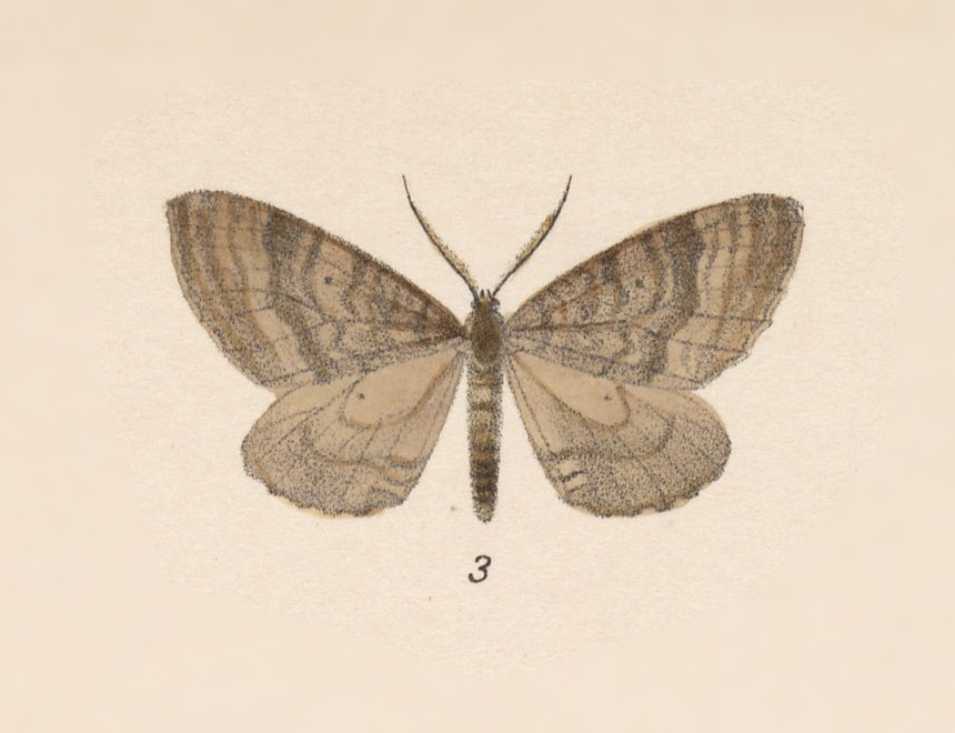 Larentia danae