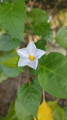 Lycianthes lenta