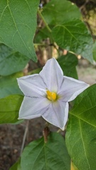Lycianthes lenta