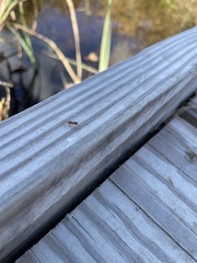 Brachymyrmex depilis