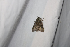Macrurocampa marthesia