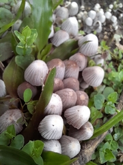 Coprinellus