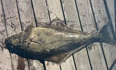 Hippoglossus stenolepis