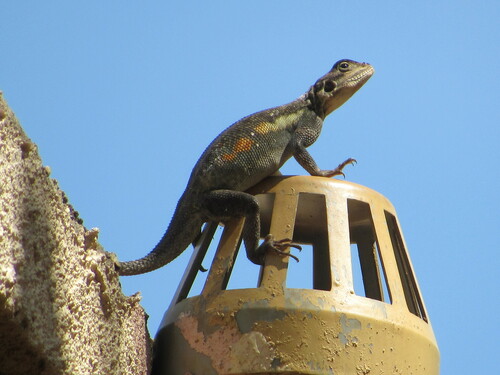Finch’s agama