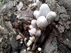 Coprinellus