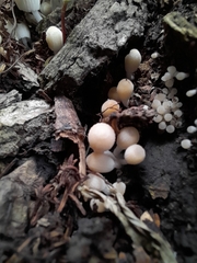 Coprinellus