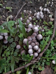 Coprinellus