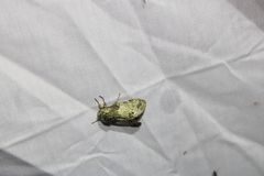 Macrurocampa marthesia