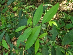 Garcinia guacopary