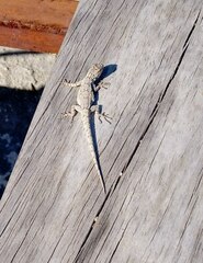 Urosaurus bicarinatus