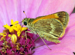 Polites baracoa baracoa