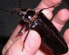 Derobrachus geminatus