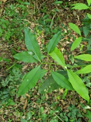 Garcinia guacopary