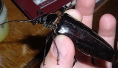 Derobrachus geminatus