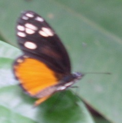 Eresia emerantia