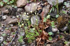 Saxifraga cespitosa