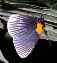 Hades noctula