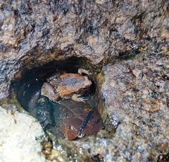 Microhyla
