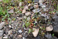 Saxifraga cespitosa